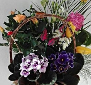 Floraria Ella